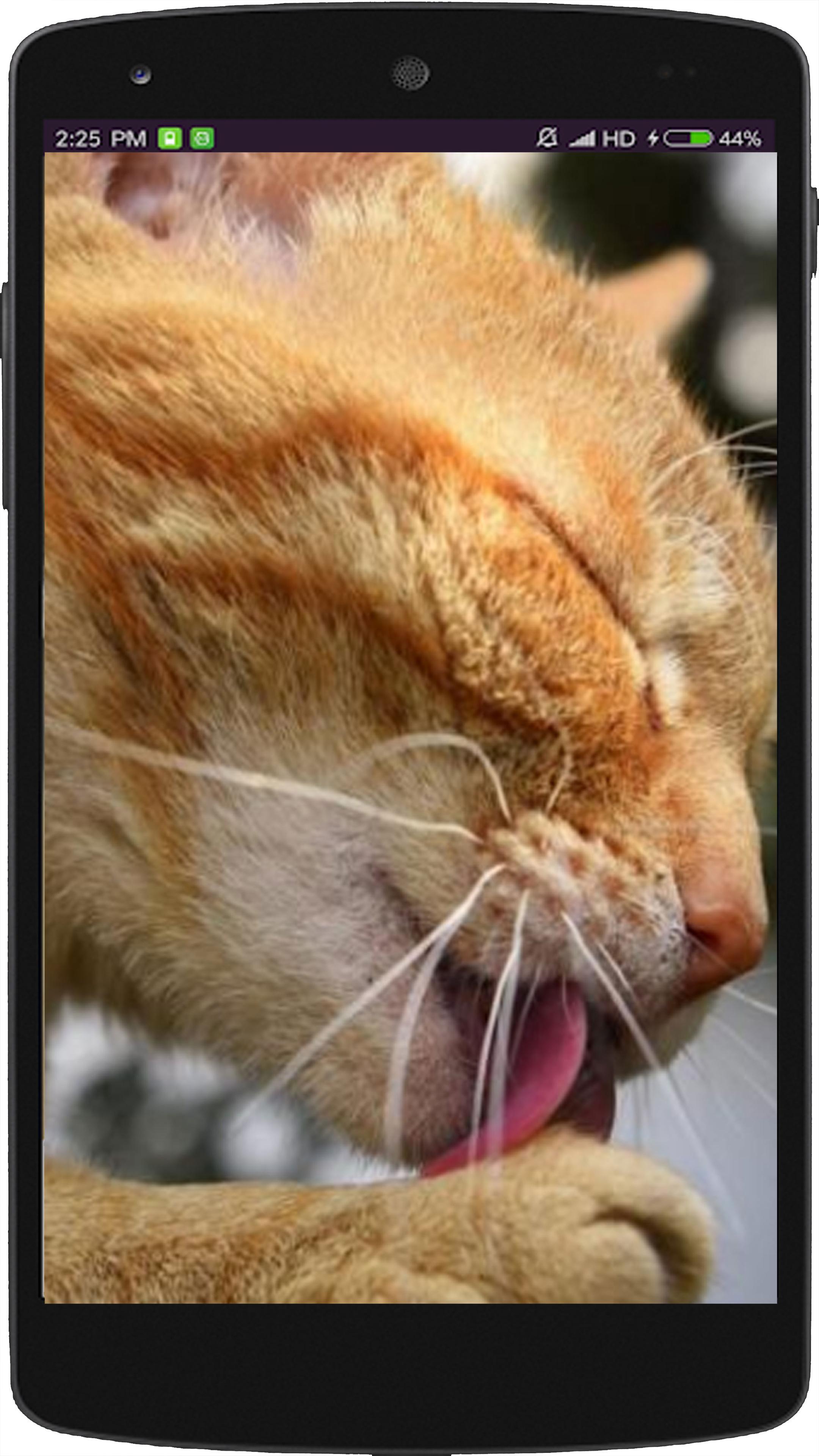 Wallpaper Kucing Lucu For Android APK Download