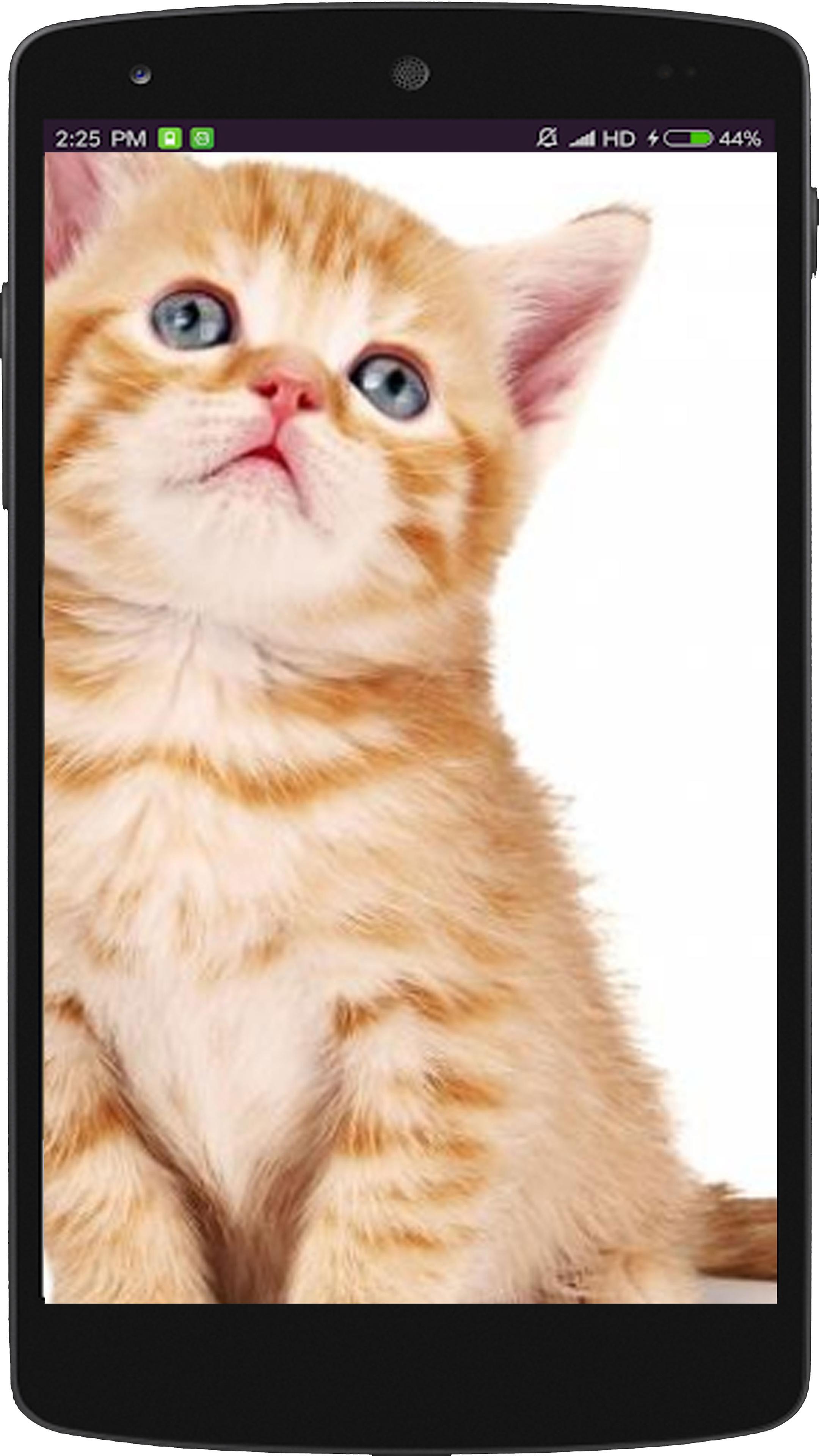 Wallpaper Kucing Lucu For Android Apk Download