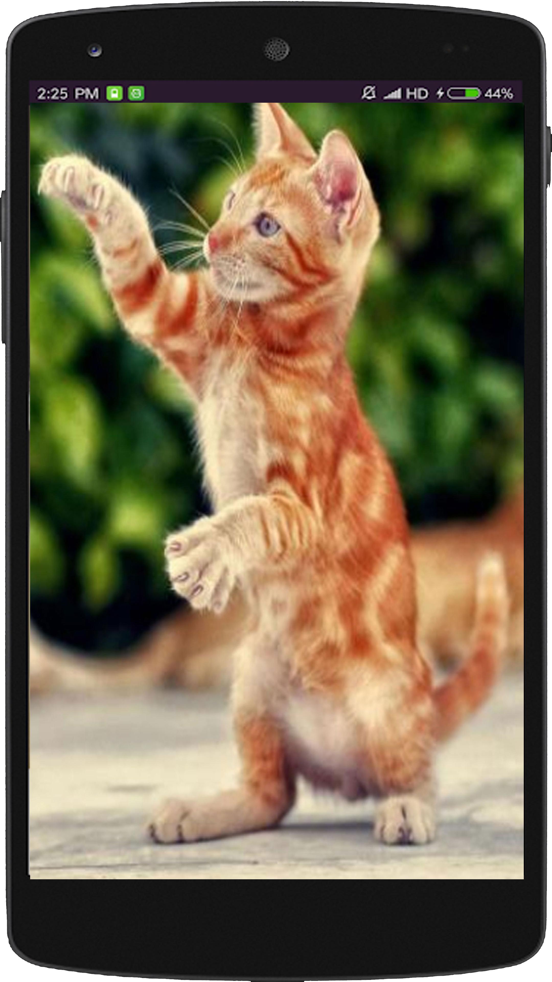 Wallpaper Kucing Lucu For Android APK Download