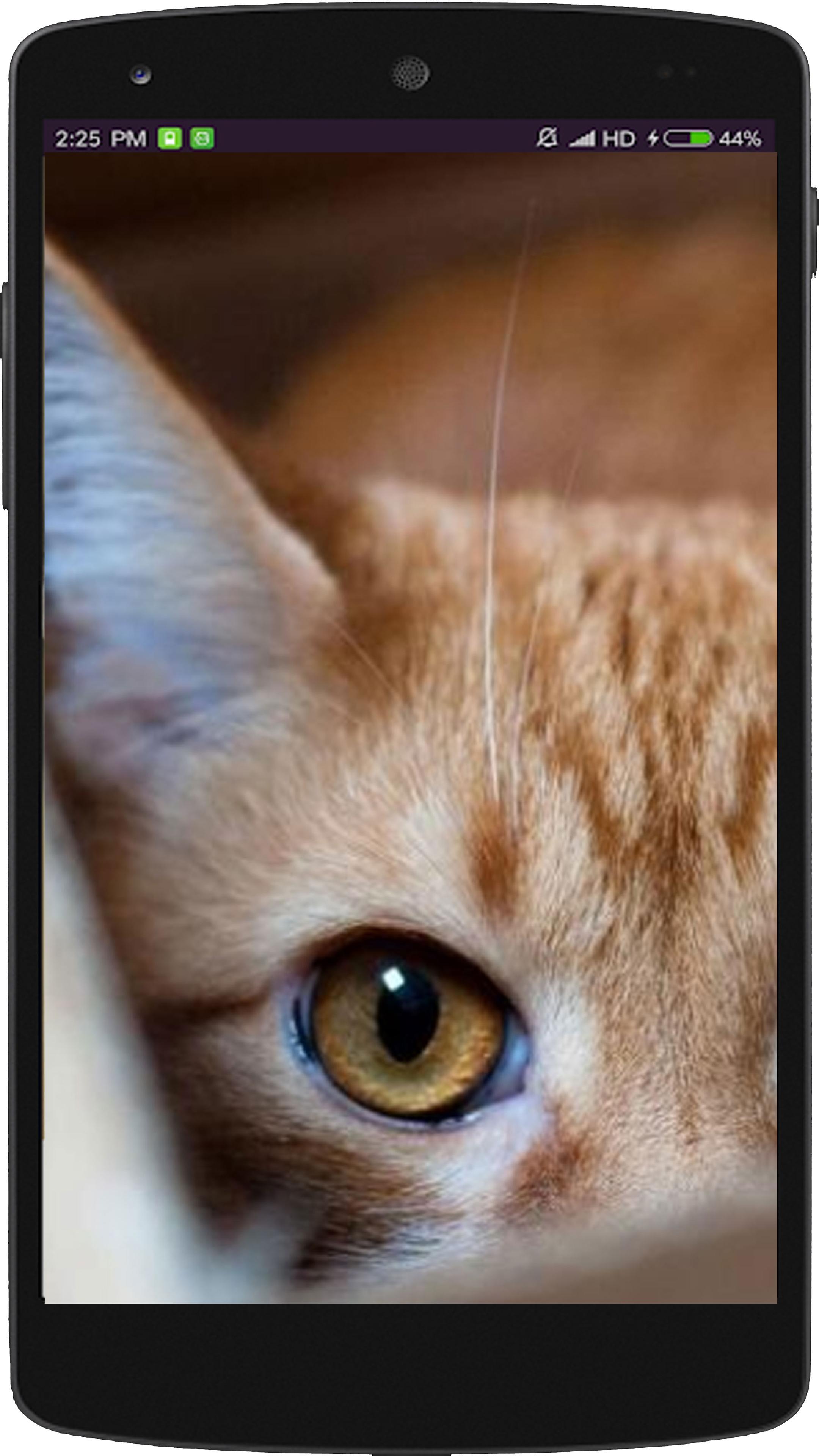 Wallpaper Kucing Lucu For Android APK Download