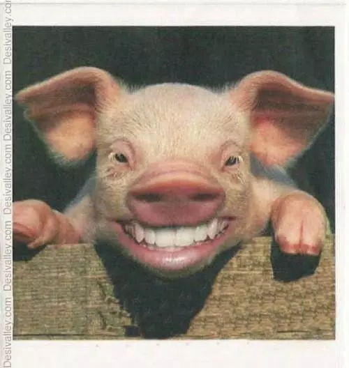 Funny Animals Pictures APK for Android Download Funny Animals Pictures APK for Android Download