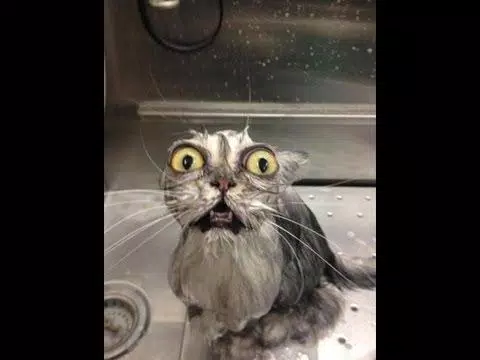 Funny Animals Pictures APK for Android Download Funny Animals Pictures APK for Android Download