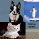 Funny Animal Stories-APK