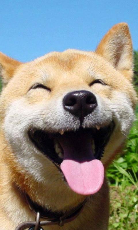 funny puppy wallpapers for Android - APK Download
