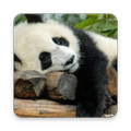 Funny Panda Wallpaper