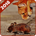 Funny Animals