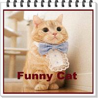 Cute Cat Gallerys постер