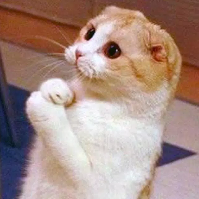 Tải xuống APK Funny Cat Compilation Videos cho Android Tải xuống APK Funny Cat Compilation Videos cho Android
