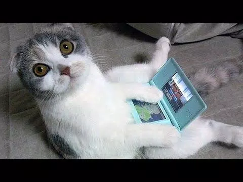 Tải xuống APK Funny Cat Compilation Videos cho Android Tải xuống APK Funny Cat Compilation Videos cho Android