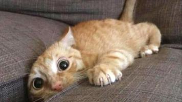 Funny Cat Compilation Videos capture d'écran 1