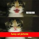 funny cat pictures ideas APK