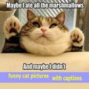 funny cat pictures with captions APK