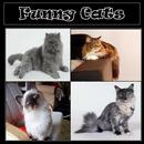 APK funny cats