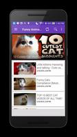 Funny Animal Compilation Affiche
