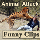 Funny Animal Attack Videos - Live Real Time Clips APK
