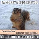 funny animal pictures with captions APK