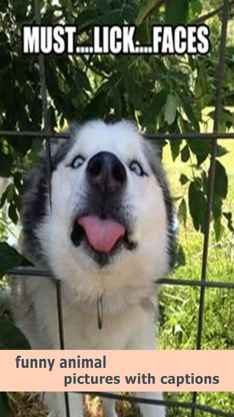 funny animal pictures with captions APK pour Android Télécharger funny animal pictures with captions APK pour Android Télécharger