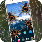 Spider on Screen icon