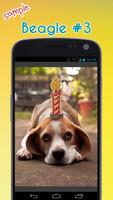 Beagle Wallpapers screenshot 3