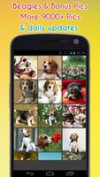 Beagle Wallpapers poster
