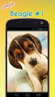 Beagle Wallpapers screenshot 1