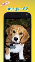 Beagle Wallpapers screenshot 2