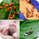 Guessie Word: 4 Pics 1 Word APK
