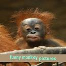 funny monkey pictures APK