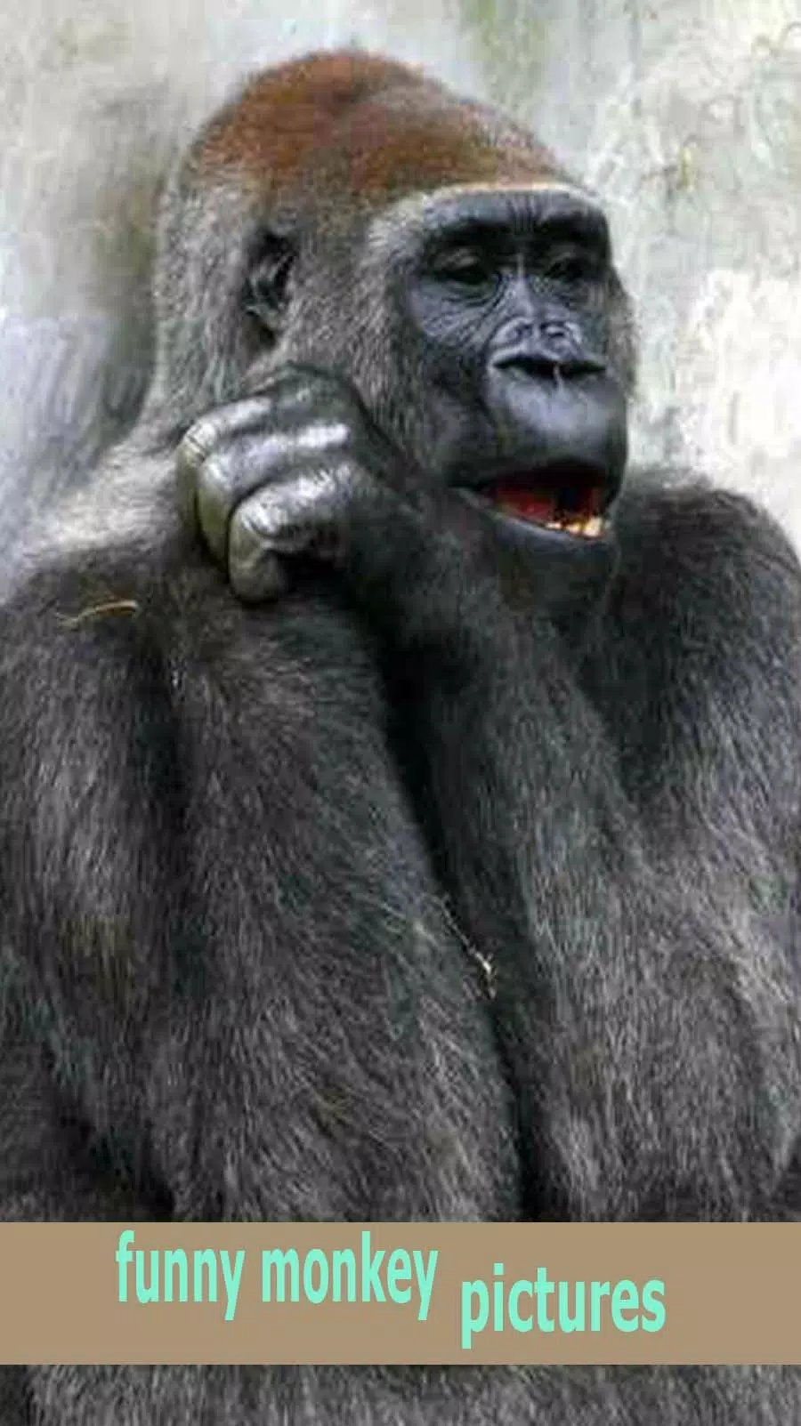 Tải xuống APK funny monkey pictures cho Android Tải xuống APK funny monkey pictures cho Android