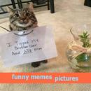 funny memes pictures APK