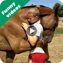 APK Funny videos for whatsapp