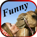 FUNNY VIDEOS : Latest Indian Comedy Clips App APK