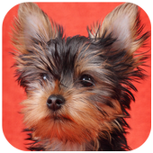 Yorkshire Terrier Wallpaper icon