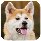 Akita Wallpaper icon