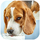 Beagle Wallpaper آئیکن