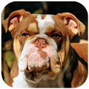 Bulldog Wallpaper APK