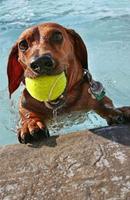 2 Schermata Dachshund Tile Puzzle