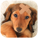 Dachshund Wallpaper APK