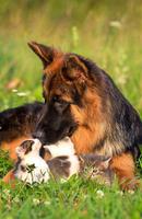 1 Schermata German Shepherd Tile Puzzle