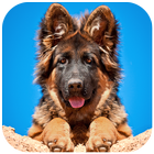 German Shepherd Wallpaper أيقونة