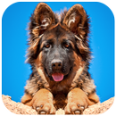 German Shepherd Wallpaper APK