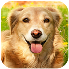 Golden Retriever Wallpaper आइकन