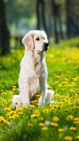 Golden Retriever Wallpaper स्क्रीनशॉट 3