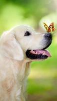 Golden Retriever Wallpaper पोस्टर