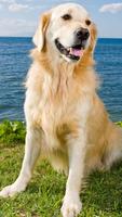 برنامه‌نما Golden Retriever Wallpaper عکس از صفحه