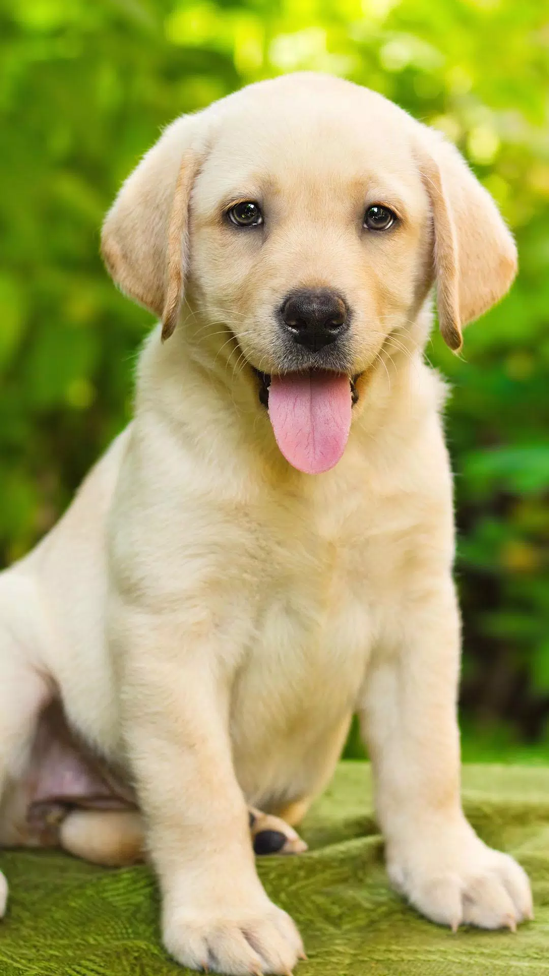 Labrador Wallpaper HD APK pour Android Télécharger Labrador Wallpaper HD APK pour Android Télécharger