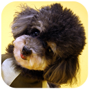 Poodle Wallpaper APK