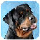 Rottweiler Wallpaper icône