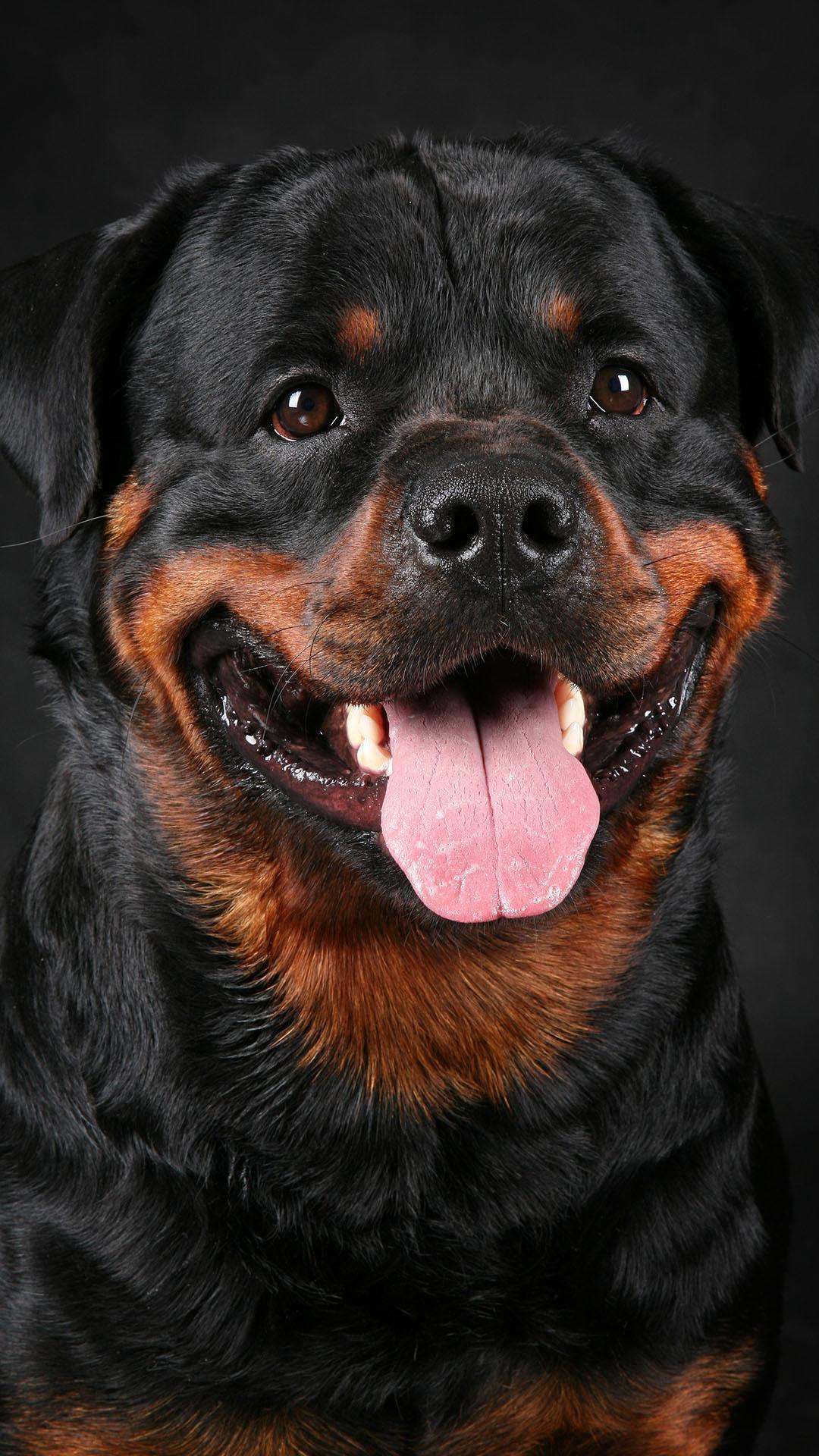 Rottweiler Wallpaper for Android - APK Download