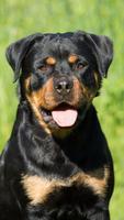 Rottweiler Wallpaper screenshot 2